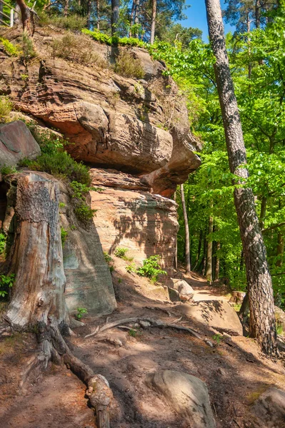 stock image Natural monument Saufelsen on the Rodalber rock-hiking-trail in Rodalben. Region Palatinate in the federal state of Rhineland Palatinate in Germany