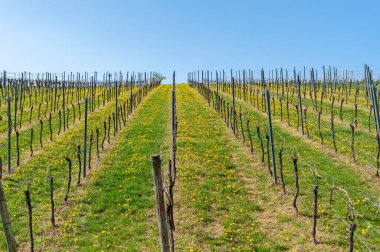 Baharda asmalı üzüm bağları. Almanya 'nın Rhineland-Palatinate eyaletinde Gleiszellen-Gleishorbach