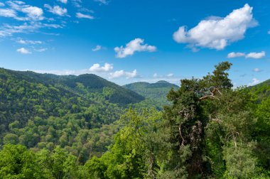 Klingenmuenster yakınlarındaki Landeck Kalesi 'nden Palatinate Ormanı' nın manzarasına bakın. Almanya 'da Rhineland-Palatinate Bölgesi