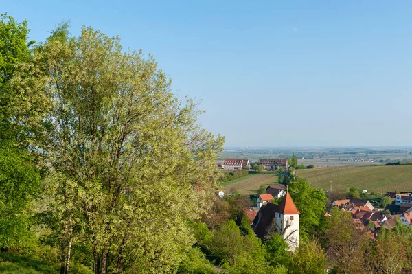 Пейзаж Виноградниками Городским Пейзажем Лейнсвайлера Заднем Плане Верхняя Рейнская Равнина — стоковое фото