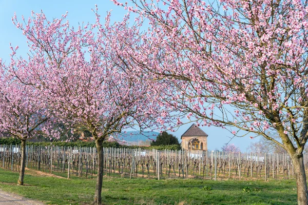 Almond Blossom Farm Estate Former Monastery Geilweilerhof Siebeldingen Palatinate Region — Stock Photo, Image