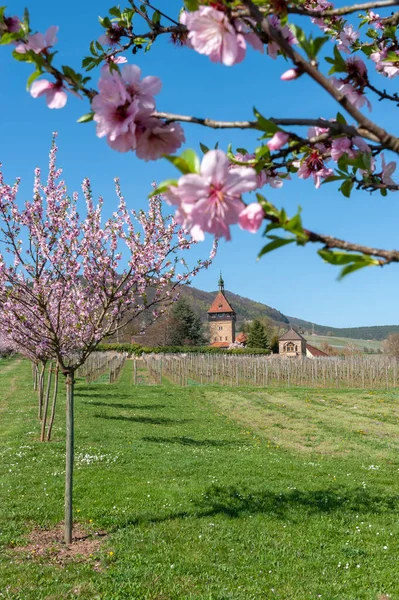 農場の不動産とSiebeldingen近くの元修道院Geilweilerhofでアーモンドの花を咲かせます ドイツのラインラント プファルツ州のプファルツ地方 — ストック写真