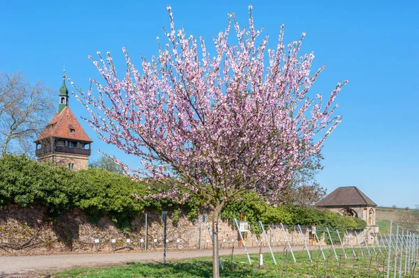 stock image Almond blossom at the farm estate and former monastery Geilweilerhof near Siebeldingen. Palatinate region in the state of Rhineland-Palatinate in Germany