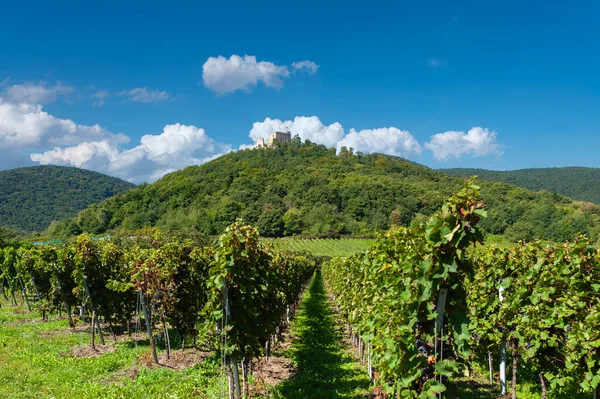 Landscape Vineyard Front Hambach Castle Hambach Region Palatinate State Rhineland — Stock Photo, Image