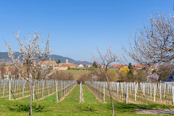Landscape Edenkoben Called Almond Mile Almond Blossom Vineyards Background Winery — Stock Photo, Image