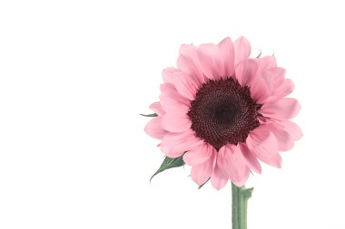 Beyaz arkaplanda pembe ayçiçeği detayı