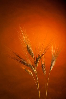 Kırmızı arkaplanda izole buğday kulakları