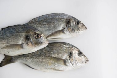 Beyaz arkaplanda izole edilmiş balık