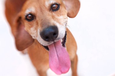 Beyaz arka planda ağzı ve dili açık bir köpeğin portresi.