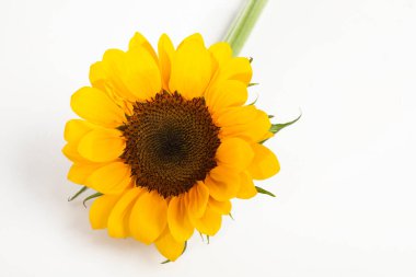 Beyaz arkaplanda sarı ayçiçeği, kapat 