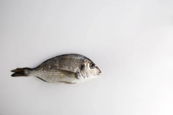 Fisk Isolerad Vit Bakgrund — Stockfoto