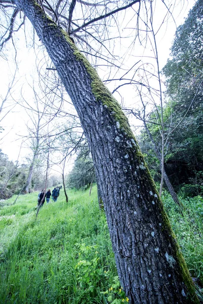 Trunk Tree Surrounded Nature — Stock Photo, Image