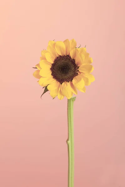 stock image Sunflower detail on pink background