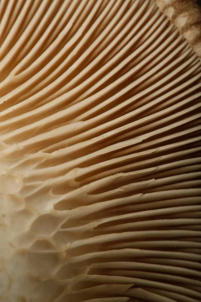 Detail Fresh Mushroom — Stock Photo, Image
