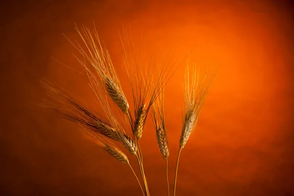 Weizenähren Isoliert Auf Rotem Hintergrund — Stockfoto