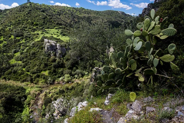 Prachtig Landschap Van Bergen Met Weelderige Groene Vegetatie — Stockfoto