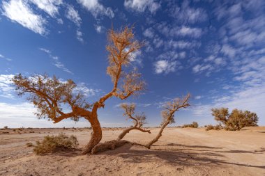 Fas 'taki çöl manzarası.