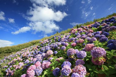 rhododendron çiçekleri güzel bir dağda 