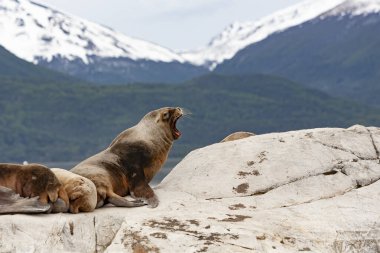 Patagonya kayalıklarında bekleyen deniz aslanları.