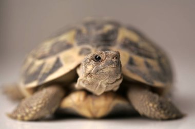 Beyaz arkaplanda bir kaplumbağanın yakın görüntüsü 