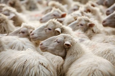 Çiftlikteki koyunlar, hayvanlar 