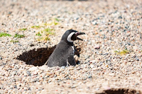 Крупным Планом Милого Пингвина Песке — стоковое фото