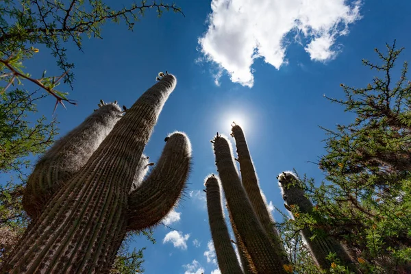 Kaktusar Och Andra Växter Öknen Tierra Del Fuego National Park — Stockfoto