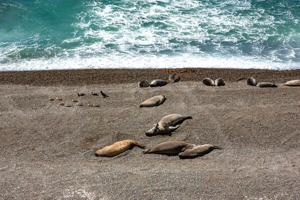 Elephant Seals Context Valdes Peninsula Argentina — Stock Photo, Image