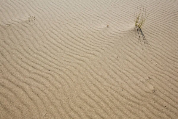 Sanddyner Saharaöknen — Stockfoto