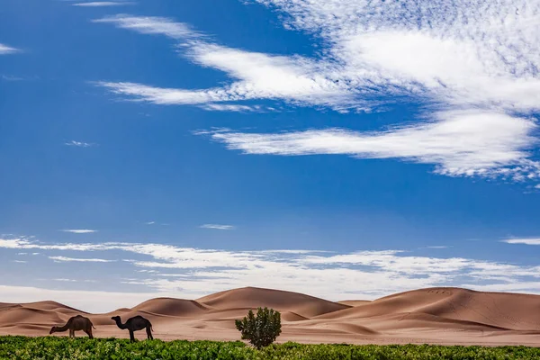 Dromedaries Sahara Desert — Stock Photo, Image