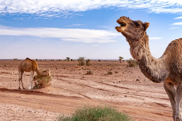 Dromedaries Sahara Desert — Stock Photo, Image