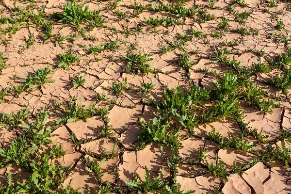砂漠に緑の乾燥した植物を持つ土壌は — ストック写真