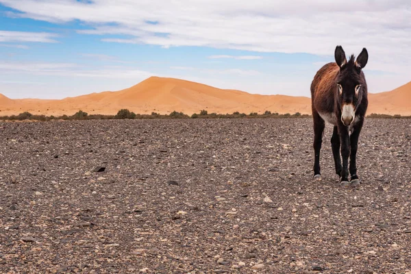 Beautiful Donkey Desert — Stock Photo, Image