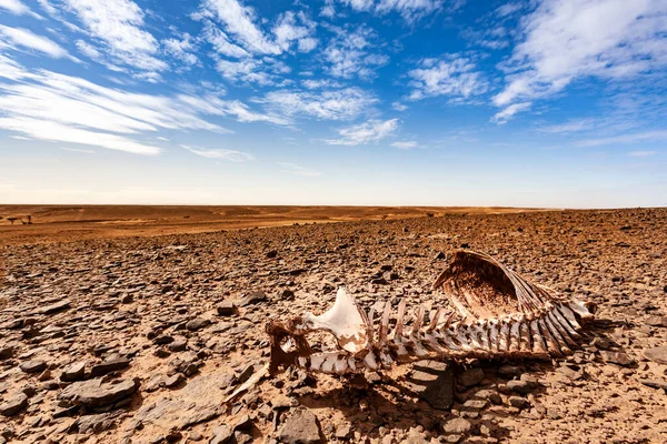 沙漠景观中的动物骨骼景观 — 图库照片