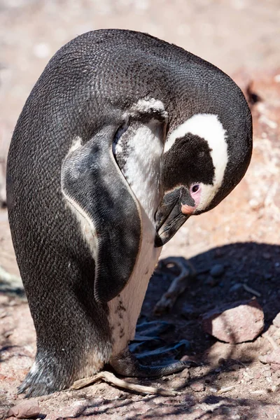 Pinguim Africano África Sul — Fotografia de Stock