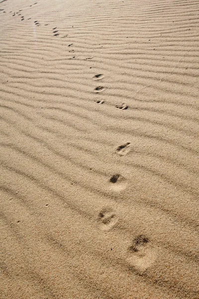 沙漠中沙地上的动物脚印 — 图库照片