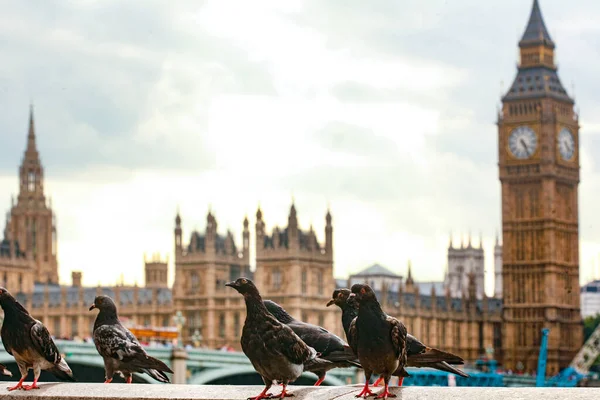Piękne Ujęcie Wielkiego Bena Londynie Gołębiami — Zdjęcie stockowe