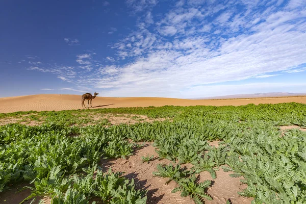 Landscape Moroccan Desert Camel — Stock Photo, Image