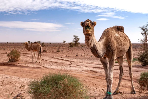Dromadaires Dans Désert Sahara — Photo