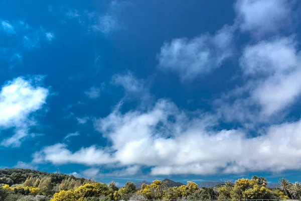 昼間の空の下の木々の垂直ショット — ストック写真