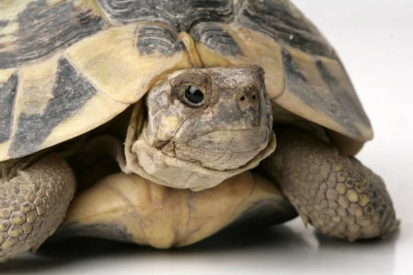 tortoise on white background, closeup