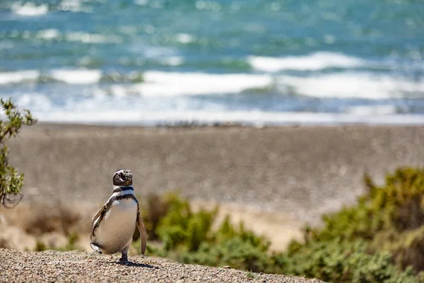 Пингвин Пляже — стоковое фото
