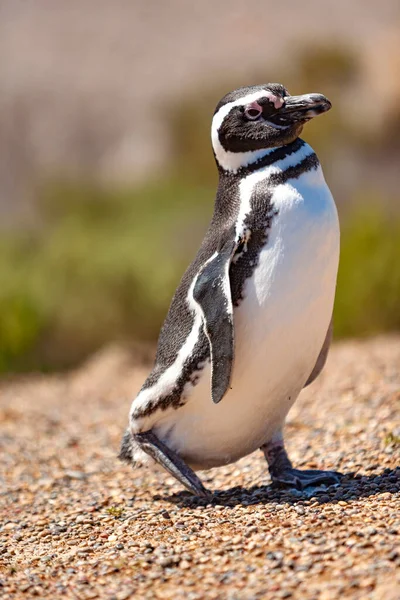 Пингвин Дикой Природе — стоковое фото