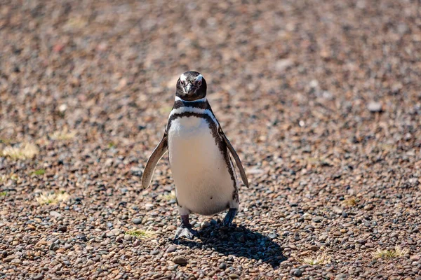 Пингвин Пляже Чиле — стоковое фото