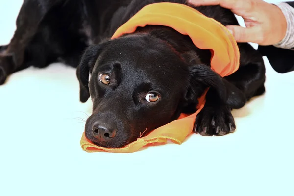 Милая Черно Белая Собака — стоковое фото