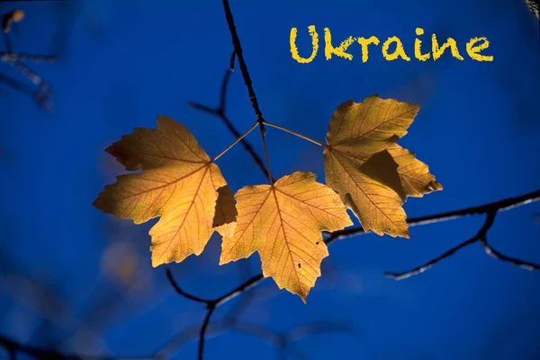 Hojas Amarillas Otoño Cielo Azul Inscripción Ucrania Imagen de archivo