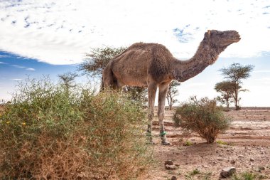 Çöldeki deve 