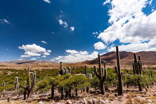 Cacti Other Plants Desert Tierra Del Fuego National Park — Stock Photo, Image