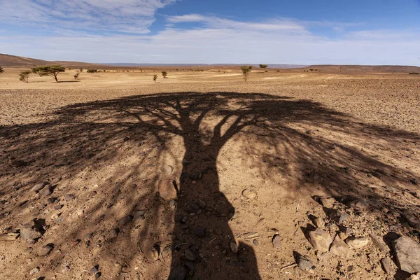Beautiful View Tree Shadow Desert — Stock Photo, Image