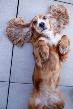 Köpekler yerde dachshund üretir. 